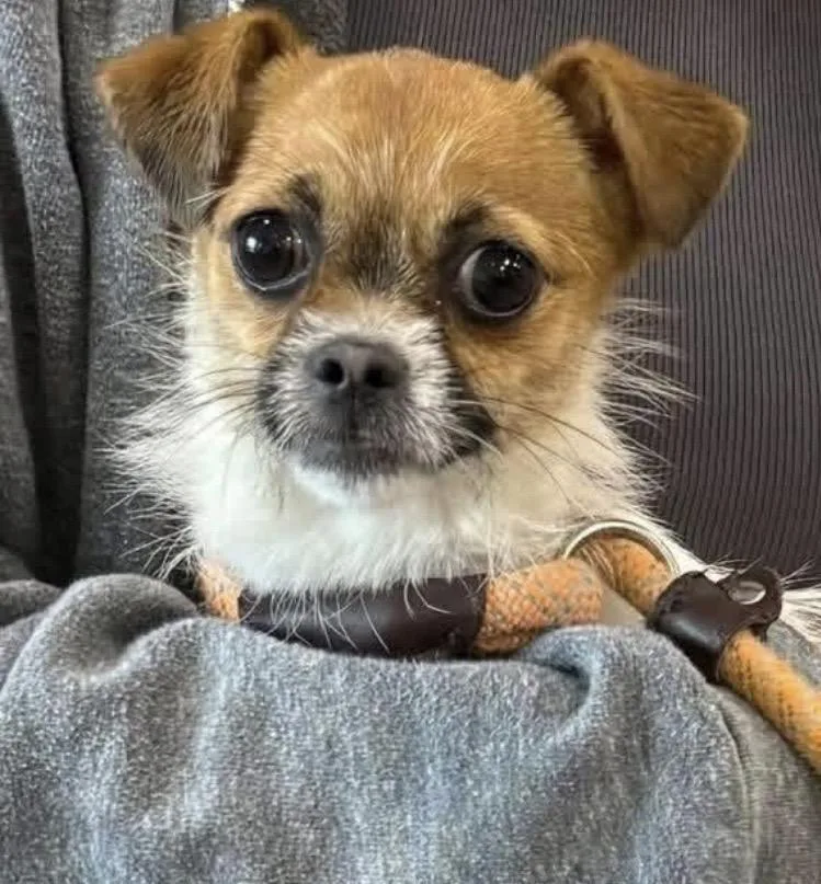 An adult small-sized female Chihuahua dog named Rebecca for adoption in Coatesville, PA
