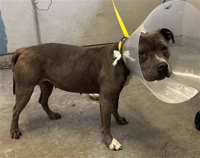 An adult medium-sized female Pit Bull Terrier dog named Lainey for adoption in Camarillo, CA