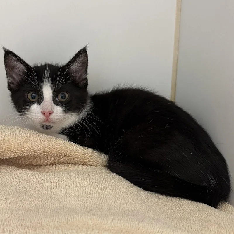 A baby small-sized female Black Domestic Short Hair cat named Lois for adoption in Oakland, CA