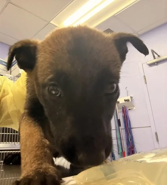 A baby small-sized female Belgian Shepherd / Malinois dog named Lena for adoption in Riverside, CA