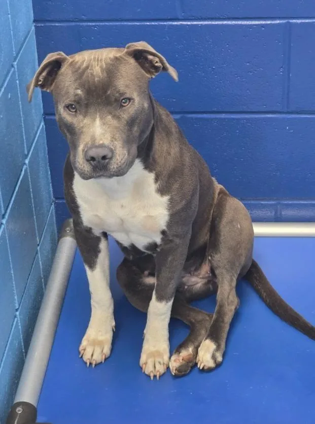 A young medium-sized female Terrier dog named Mozzarella for adoption in Hartsville, SC