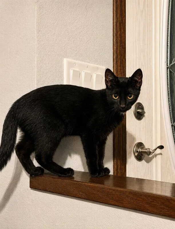 A baby small-sized male Domestic Short Hair cat named Marty for adoption in Mankato, MN