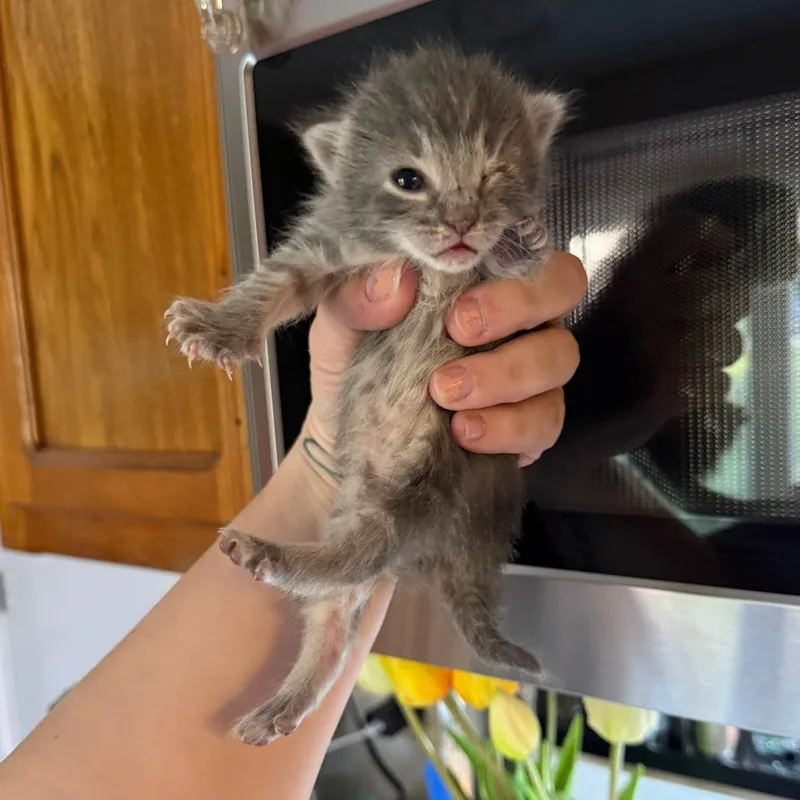 A baby small-sized female Gray / Blue / Silver Domestic Short Hair cat named Grayce for adoption in Kansas City, MO