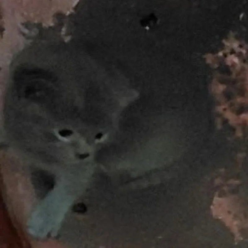 A baby small-sized female Gray / Blue / Silver Domestic Short Hair cat named Winnie for adoption in Long Beach, CA