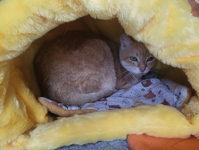 A senior medium-sized female Tabby (Orange / Red) Domestic Short Hair cat named Nardi for adoption in Lemoyne, PA