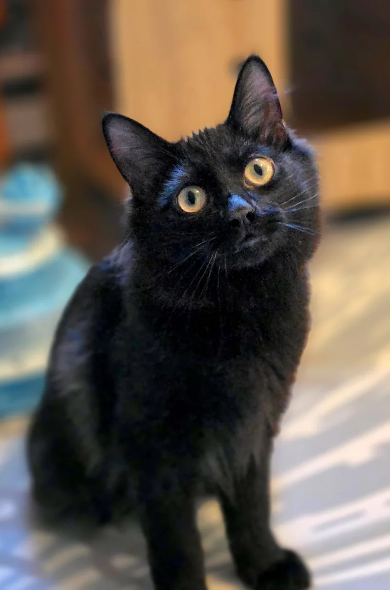 A baby medium-sized male Black Domestic Long Hair cat named Smee for adoption in Beaverton, OR
