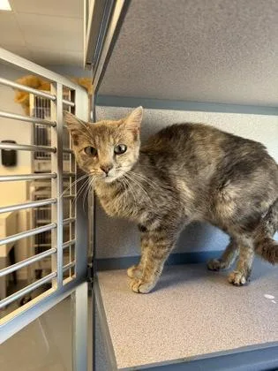 An adult small-sized female Domestic Short Hair cat named Gaia for adoption in Mount Pleasant, IA