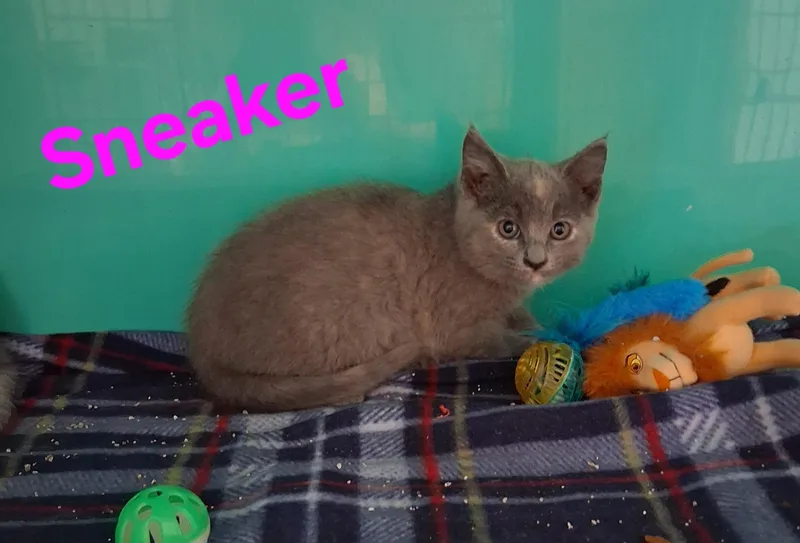 Sneakers