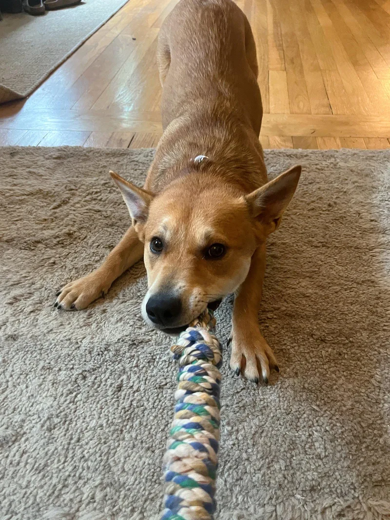 An adult medium-sized male Cattle Dog dog named Nelson for adoption in Bothell, WA