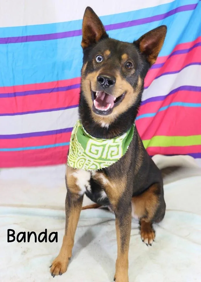 An adult medium-sized male Shepherd dog named Max for adoption in Gautier, MS