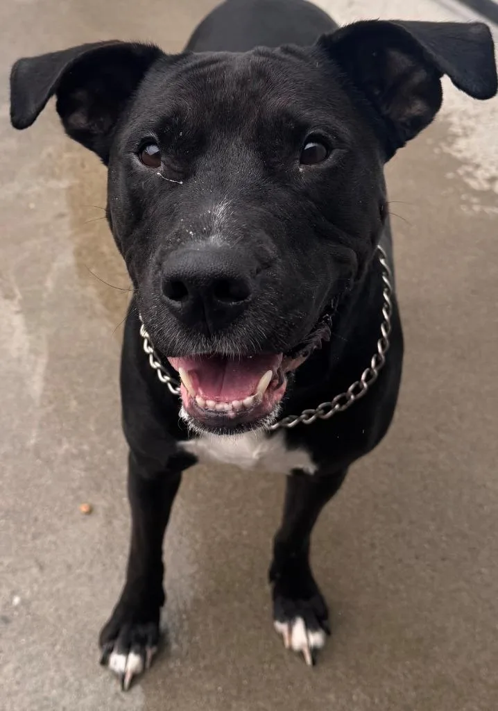 An adult medium-sized female Pit Bull Terrier dog named Lilly for adoption in Kenai, AK