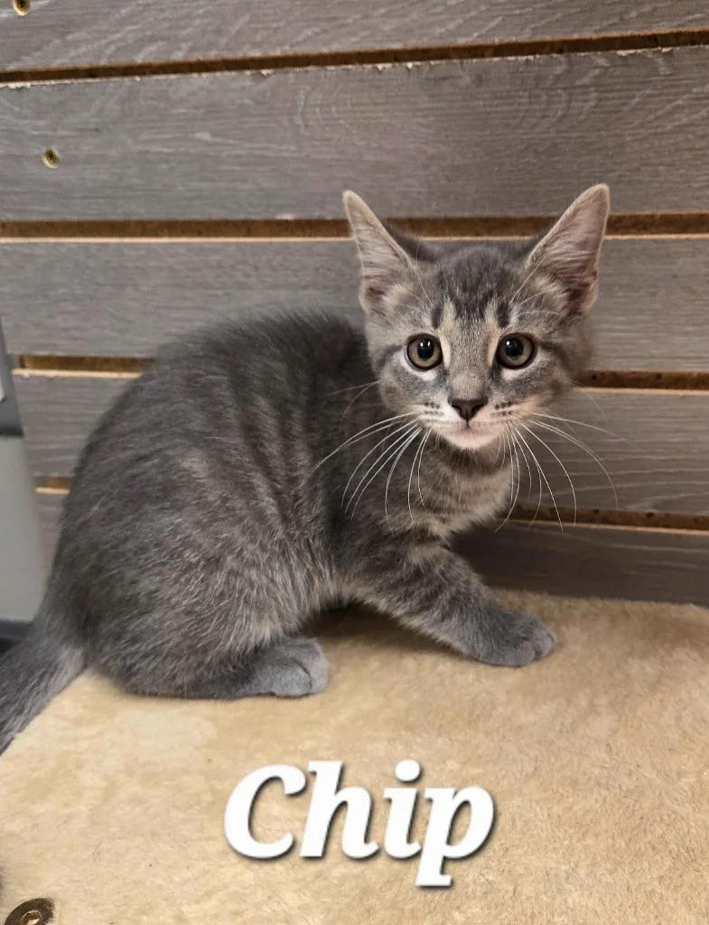 A baby small-sized male Domestic Short Hair cat named Chip for adoption in Sidney, OH