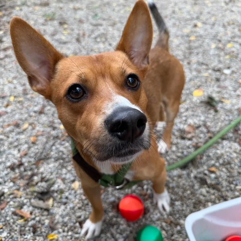 An adult small-sized male Corgi dog named Nacho Libre for adoption in Dayton, OH