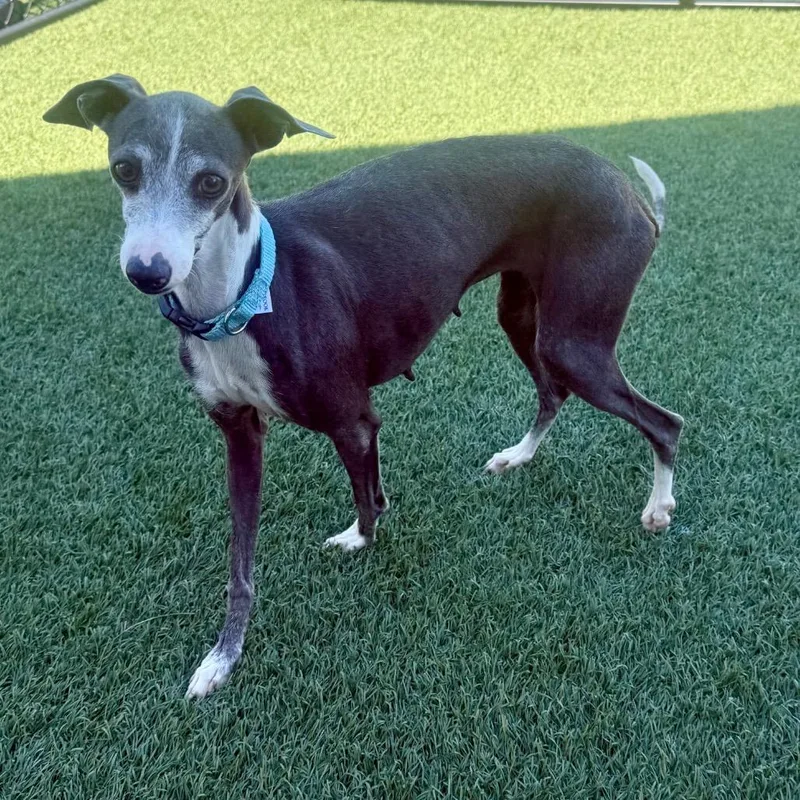 An adult small-sized female Italian Greyhound dog named Sadie for adoption in Zionsville, IN