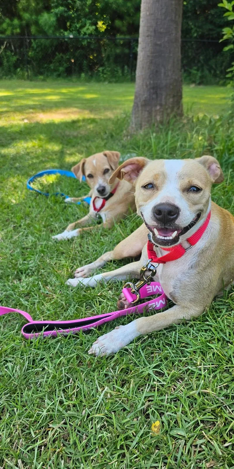 A young medium-sized female Yellow / Tan / Blond / Fawn Mixed Breed dog named Angie for adoption in BONIFAY, FL