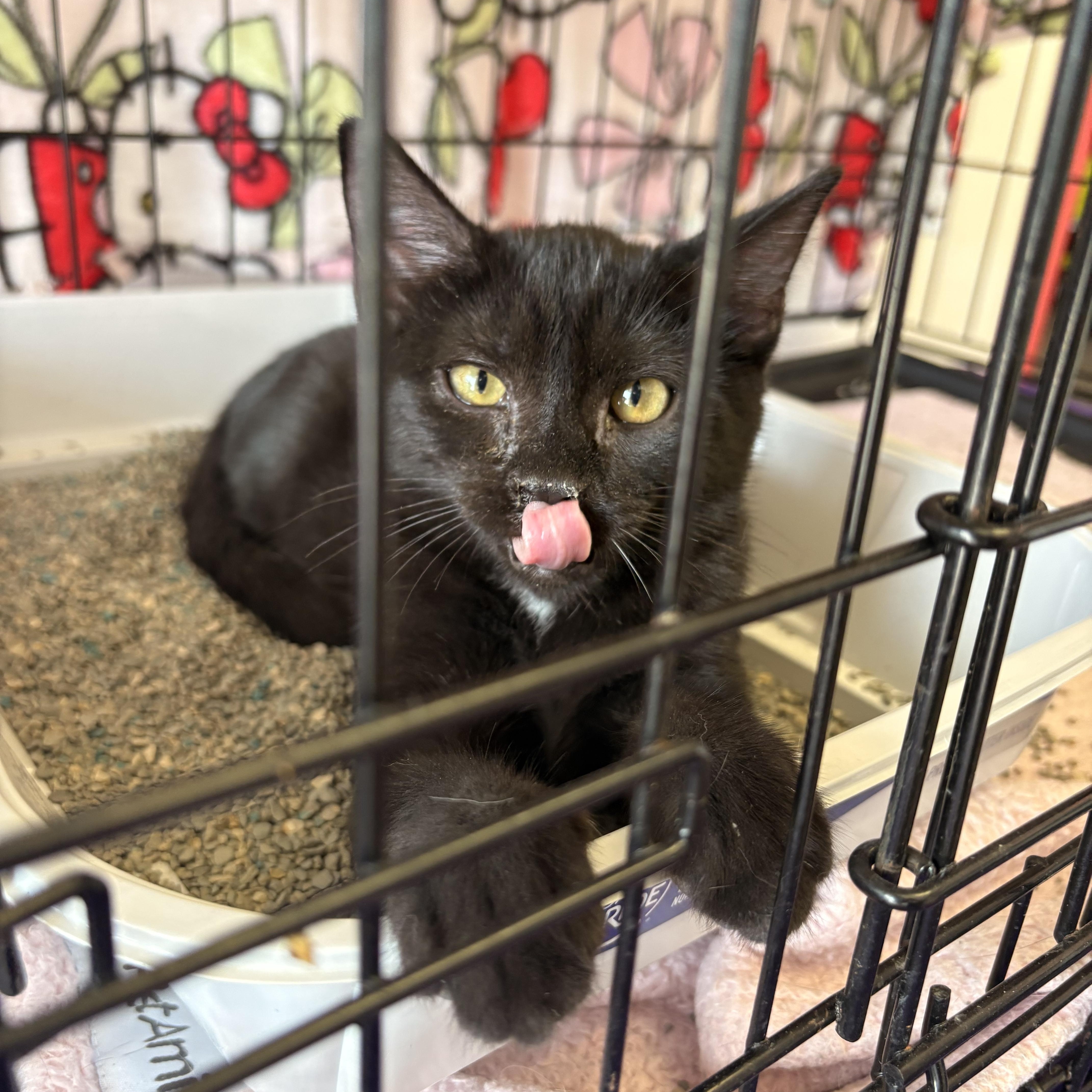 A baby medium-sized male Black Domestic Short Hair cat named Snoop Cat for adoption in Austintown, OH