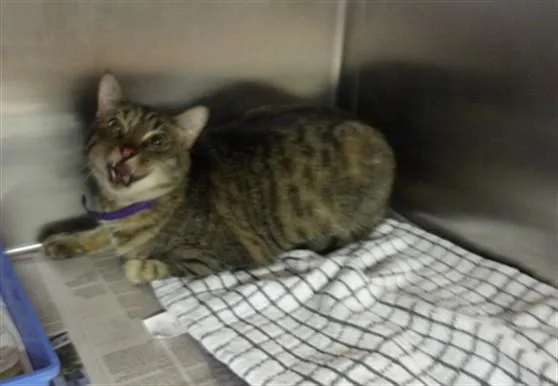 An adult medium-sized female Domestic Short Hair cat named Rose for adoption in Los Angeles, CA