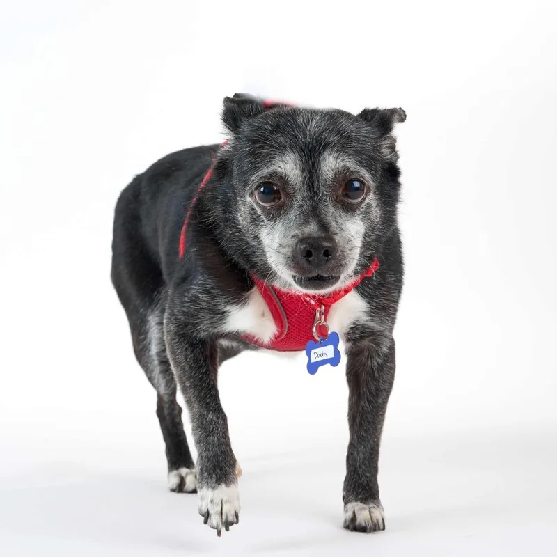 A senior small-sized male Black Chihuahua dog named Dobby for adoption in San Francisco, CA