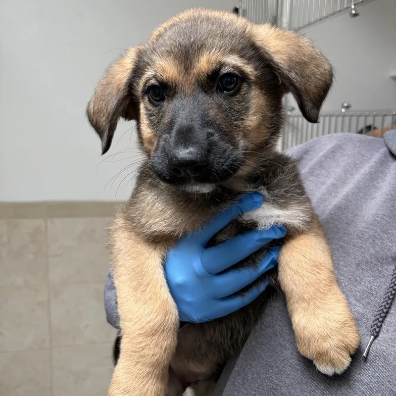 A baby small-sized male Brown / Chocolate Great Pyrenees dog named Dragon Fruit for adoption in Ojai, CA