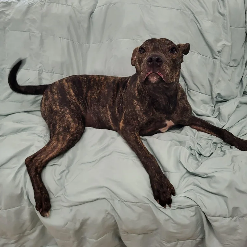 A young medium-sized male Brindle Terrier dog named Taz for adoption in Sunderland, MD