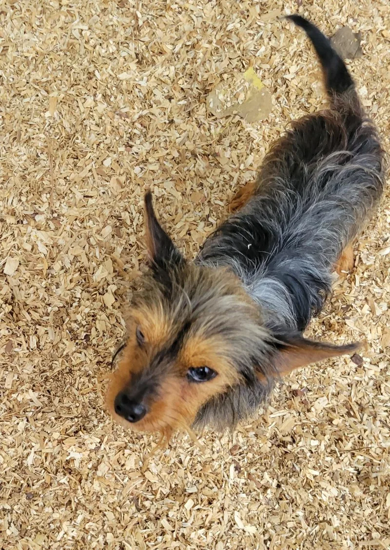 A young small-sized male Yorkshire Terrier dog named Rascal for adoption in Granbury, TX