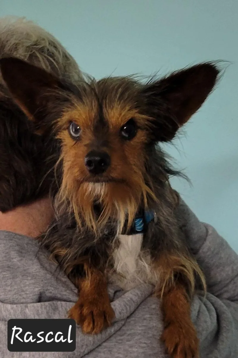 Rascal thumbnail 3