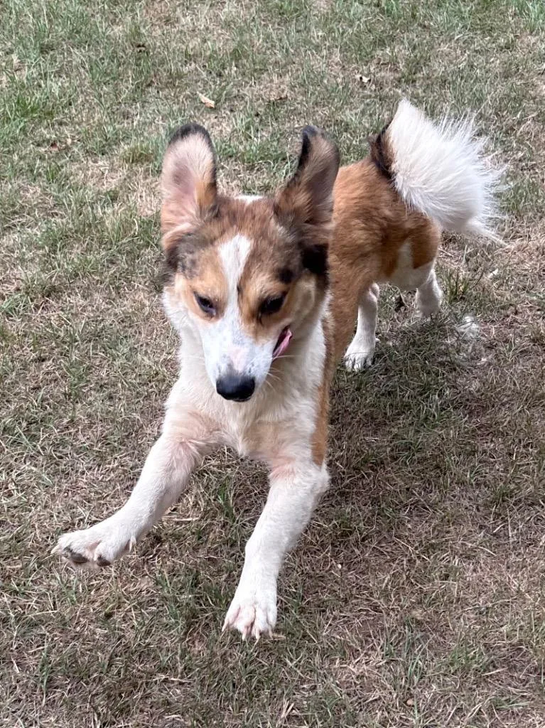 A young medium-sized male Shepherd dog named Scramble for adoption in Nacogdoches, TX