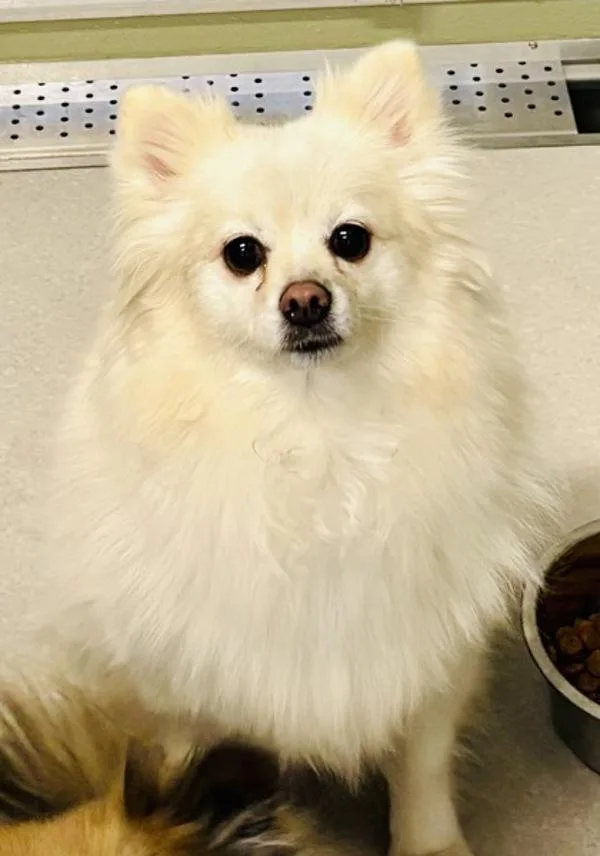 Fifi
