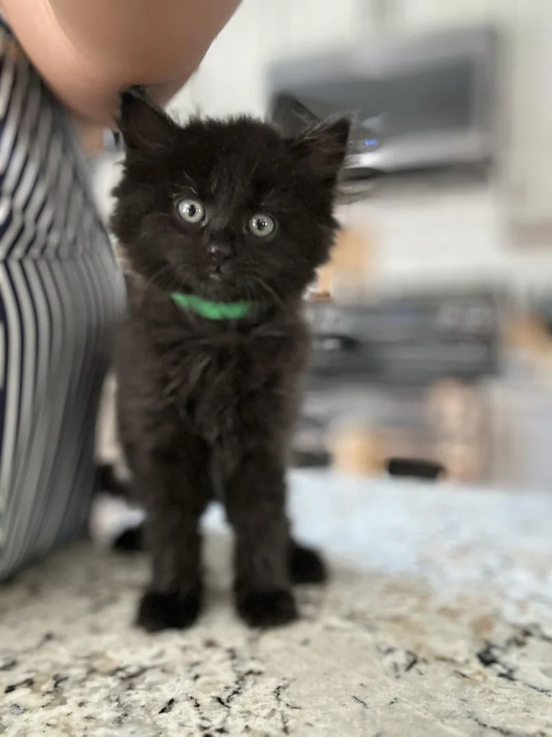 A young medium-sized female Black Domestic Long Hair cat named Macy for adoption in Forest Hill, MD