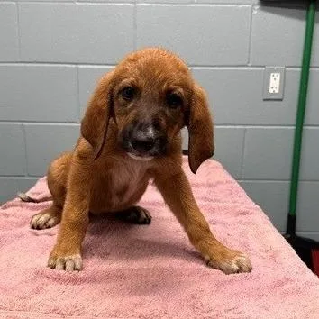 Audrey