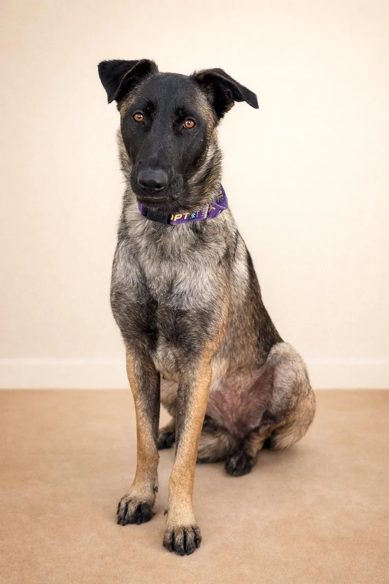 A young medium-sized female Bicolor Belgian Shepherd / Malinois dog named Kika for adoption in San Pedro, CA