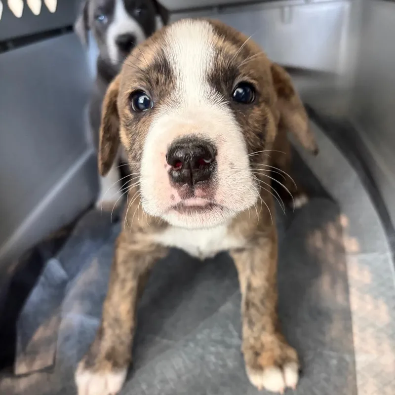 A baby medium-sized male Brown / Chocolate Pit Bull Terrier dog named Alan Jackson for adoption in Chesapeake, VA