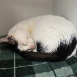 An adult medium-sized male Black & White / Tuxedo Domestic Short Hair cat named Alex for adoption in Phoenixville, PA