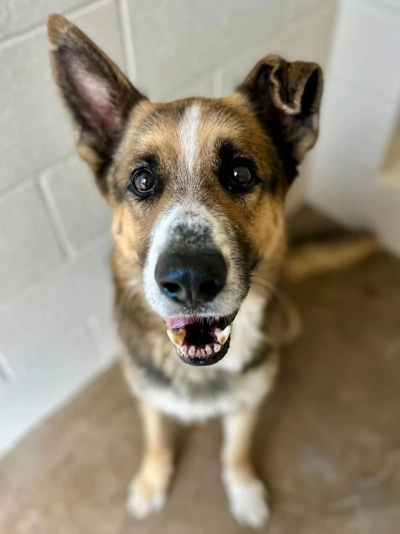 A senior large-sized male Tricolor (Brown, Black, & White) German Shepherd Dog dog named Archer P for adoption in Sherman, TX