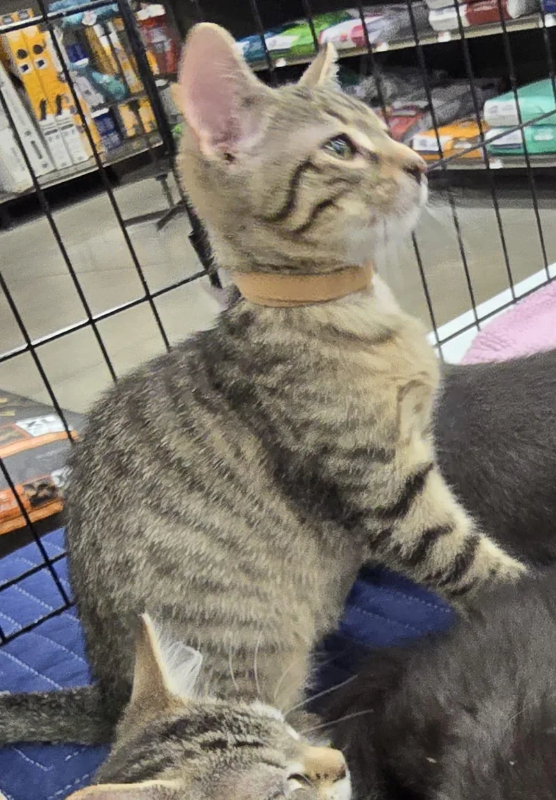 A young medium-sized male Tabby (Brown / Chocolate) Domestic Short Hair cat named Espresso for adoption in Nottingham, MD