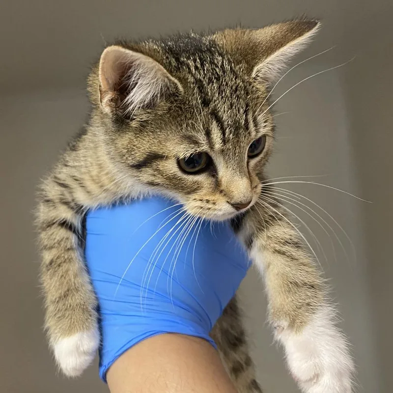 A baby small-sized female Brown / Chocolate Domestic Short Hair cat named 72341 for adoption in Harrisonburg, VA
