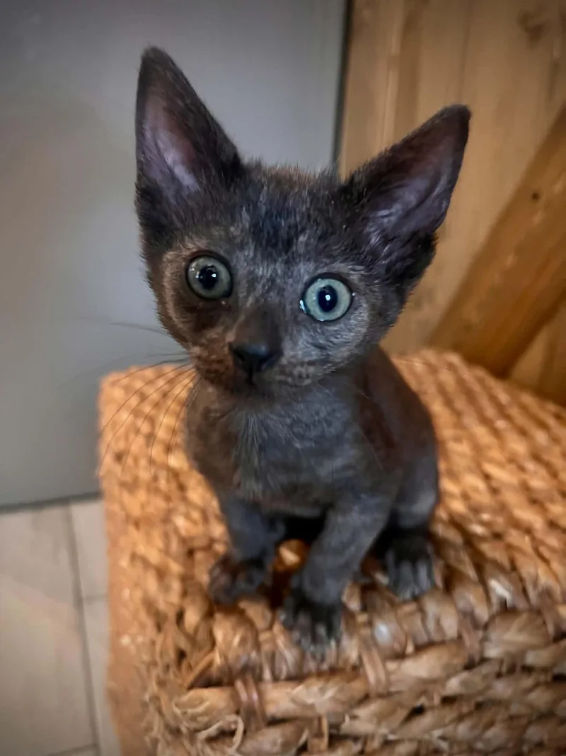 A baby small-sized male Black Domestic Short Hair cat named Poppy for adoption in Largo, FL