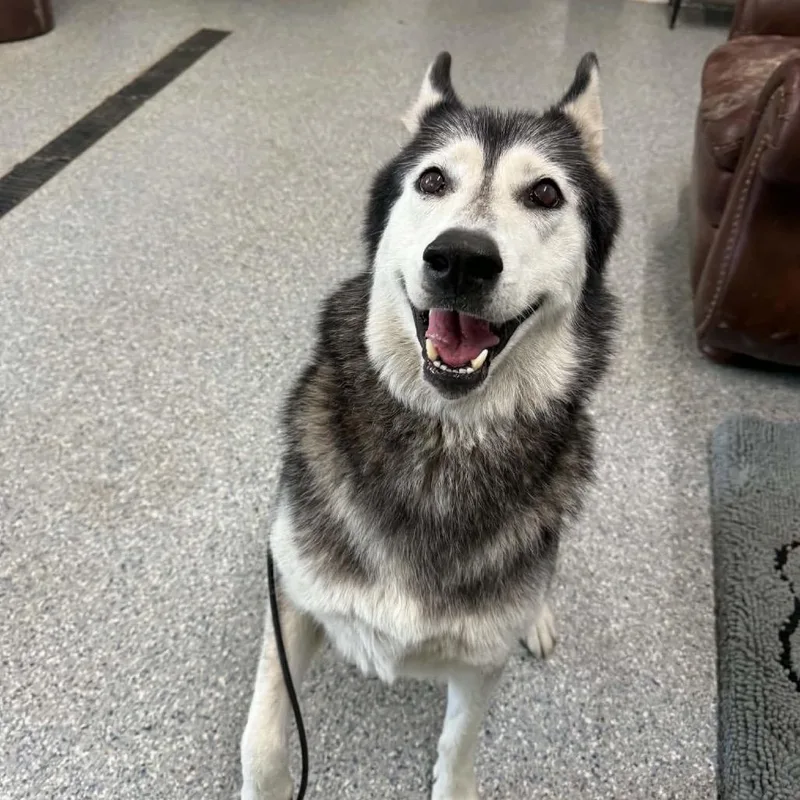 An adult large-sized female Black Husky dog named Dollie for adoption in Spring Hill, KS