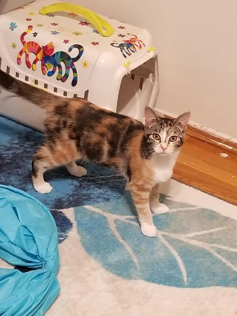 Josie Is Your Pussycat! thumbnail 2