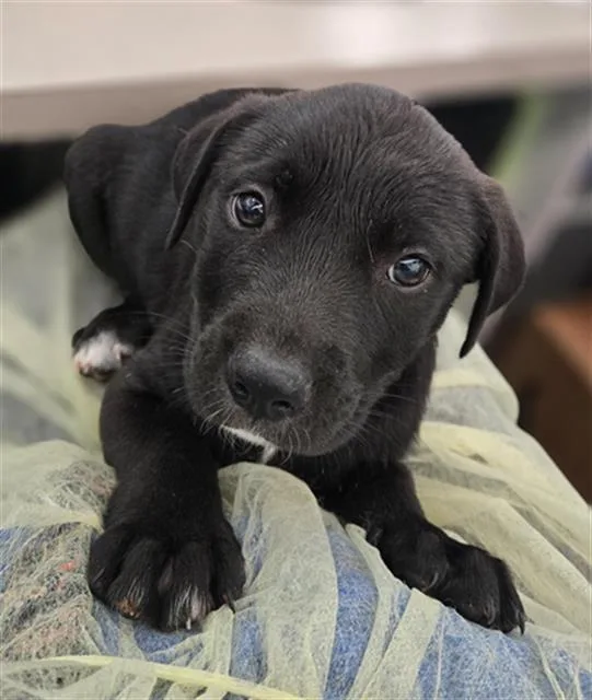 A baby large-sized male Mixed Breed dog named Moonlight for adoption in Dallas, TX