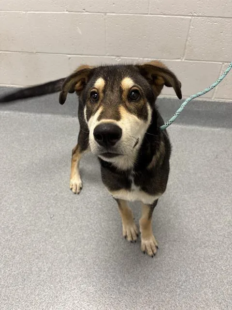A baby large-sized male Beagle dog named Marvy for adoption in Indianapolis, IN