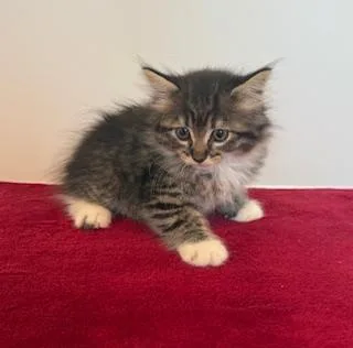 A baby medium-sized female Tabby (Tiger Striped) Tabby cat named Fuzzy Lumpkins for adoption in Southern Pines, NC