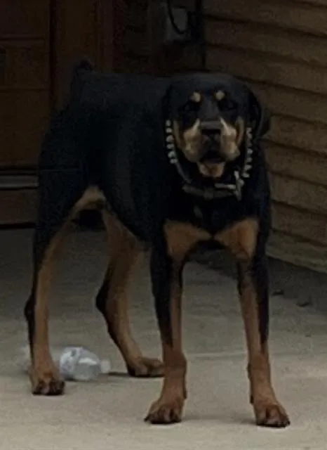 A young large-sized female Mixed Breed dog named Roxy for adoption in Dallas, TX