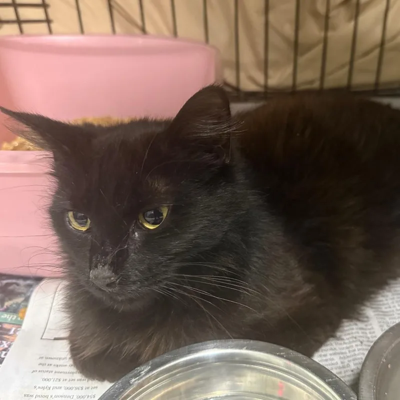 A young small-sized female Black Domestic Long Hair cat named Fatty for adoption in Monroeville, AL