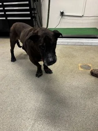 An adult large-sized male Labrador Retriever dog named Otis for adoption in Palm Coast, FL
