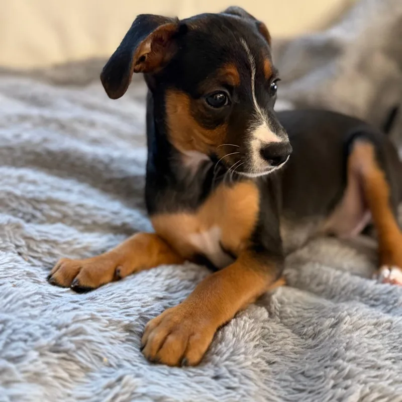 Manning Pup: Peyton thumbnail 2