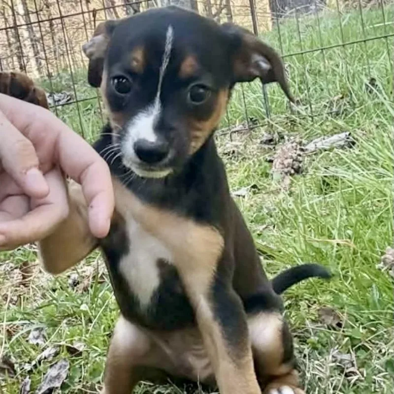 Manning Pup: Peyton thumbnail 3