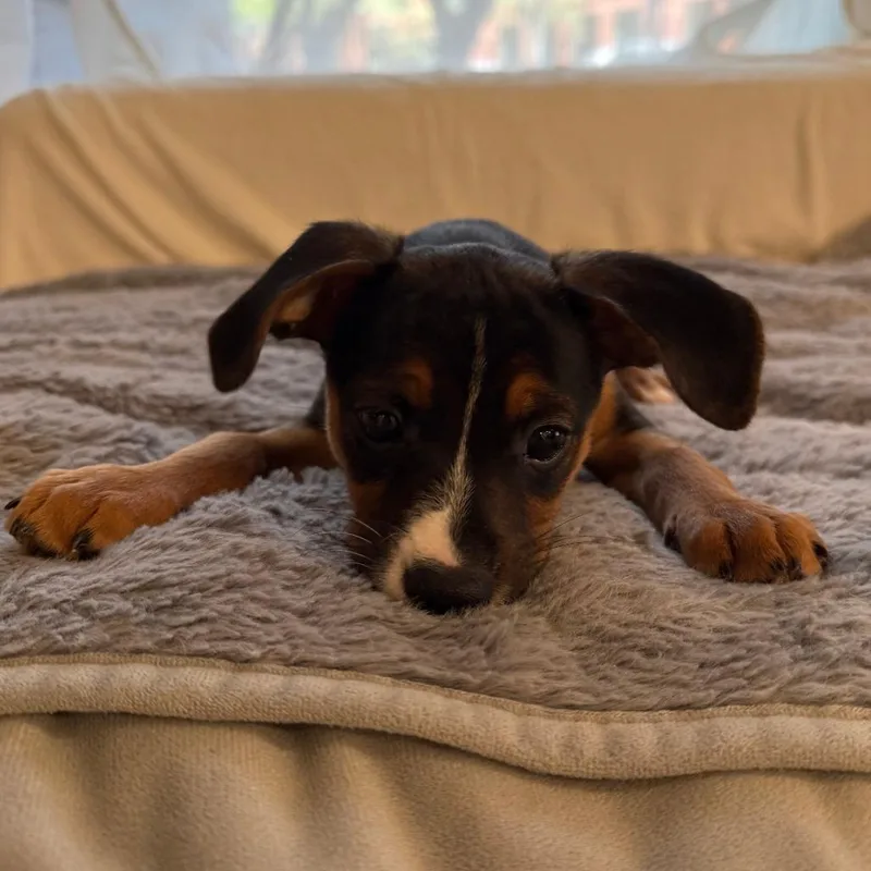 Manning Pup: Peyton thumbnail 4