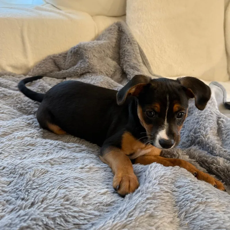 Manning Pup: Peyton thumbnail 5