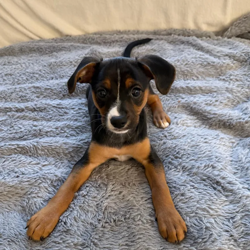 Manning Pup: Peyton thumbnail 6